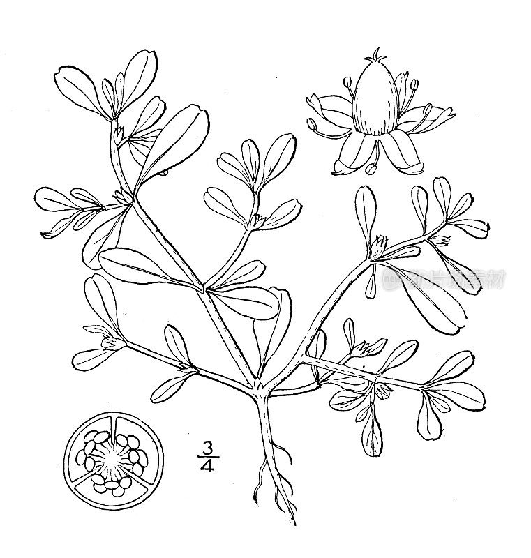 古植物学植物插图:Sesuvium maritimum，海马齿苋